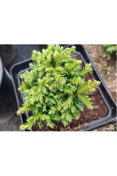 Криптомерія Green Pearl полив